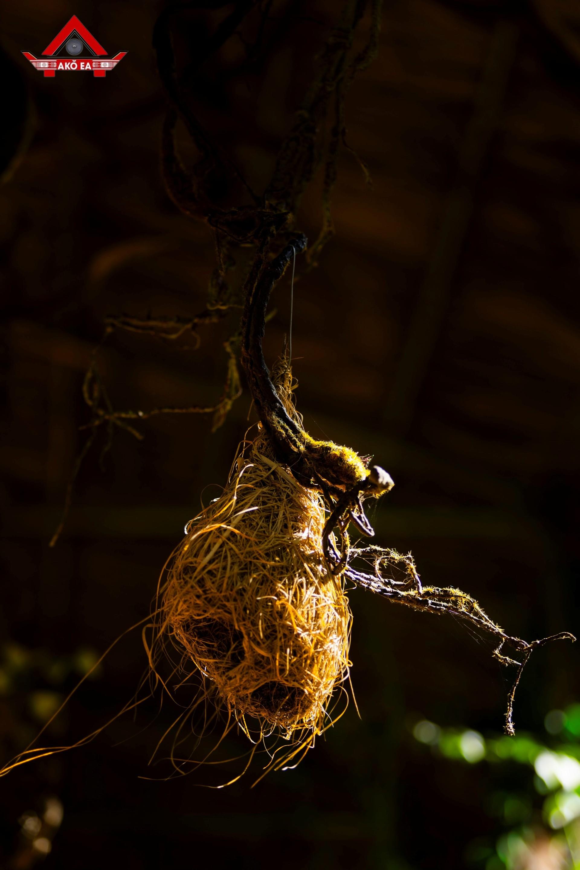 Nhon-PhanIMG_71599a7445ede5cc06a0.jpg